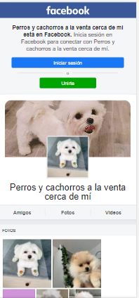 Buscar venta de perros en Facebook