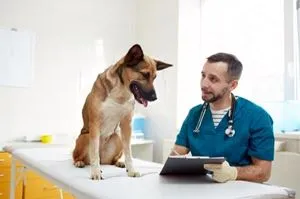 servicios ofrece un veterinario a domicilio de Mcallen, Texas