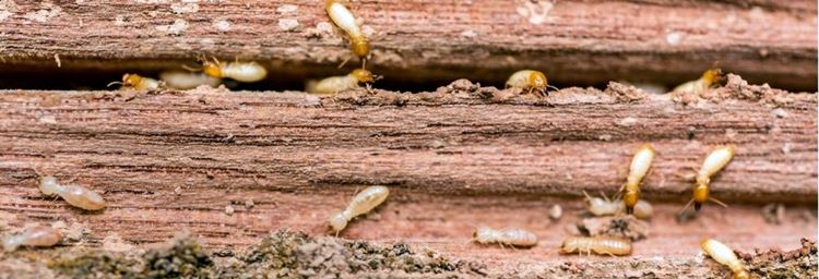 Qué puedo hacer si tengo termitas en mi casa